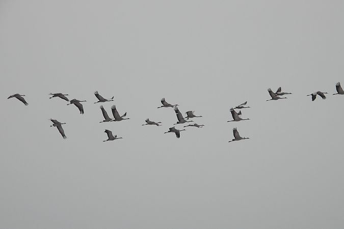 żuraw  - Justyna Krawczyk