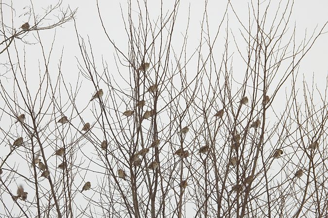 potrzeszcz  - Justyna Krawczyk