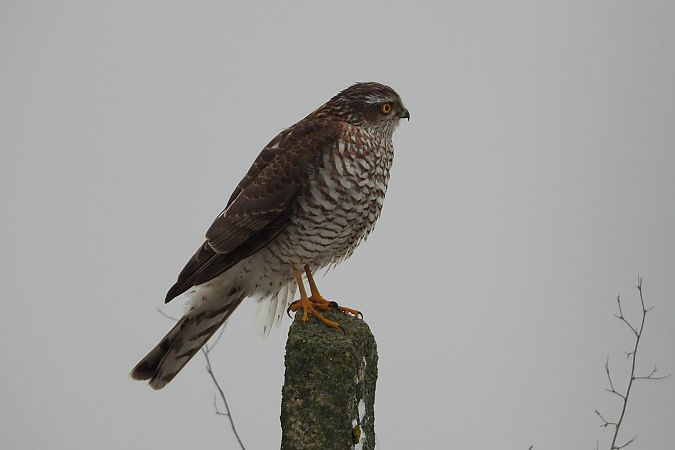 krogulec  - Justyna Krawczyk