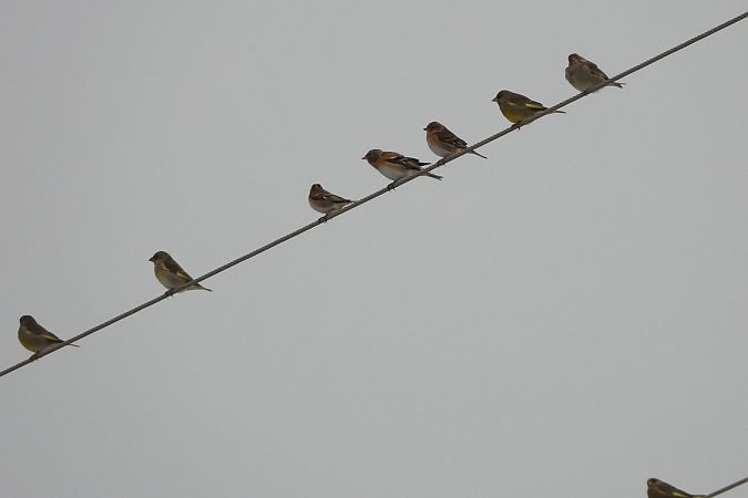 jer  - Justyna Krawczyk