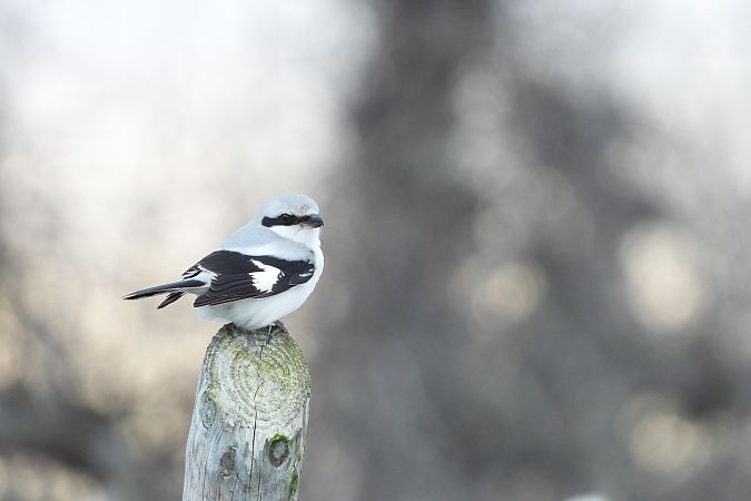 srokosz  - Justyna Krawczyk