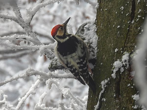 Pic à dos blanc  - Wiesław Żądło