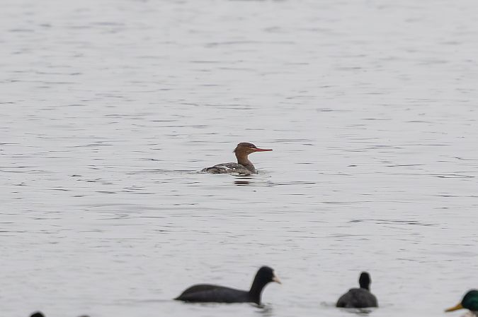 szlachar  - Dominik Jastrzębski