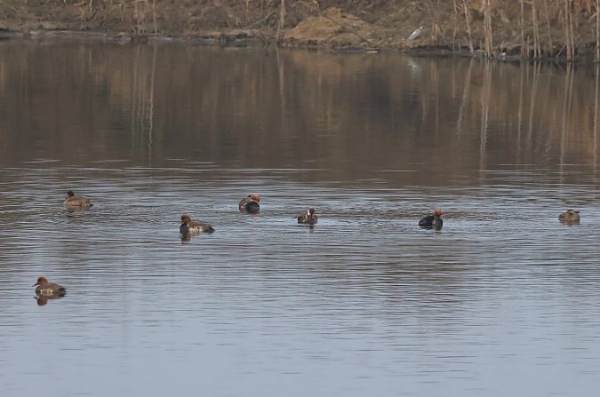 Kolbenente  - Krzysztof Henel