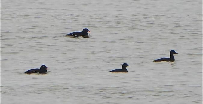 uhla azjatycka  - Kopciewicz Piotr