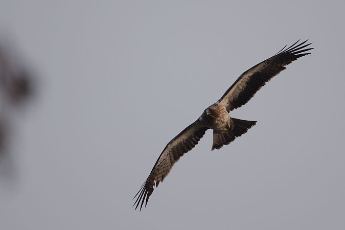 Aigle botté  - Dawid Kowalski