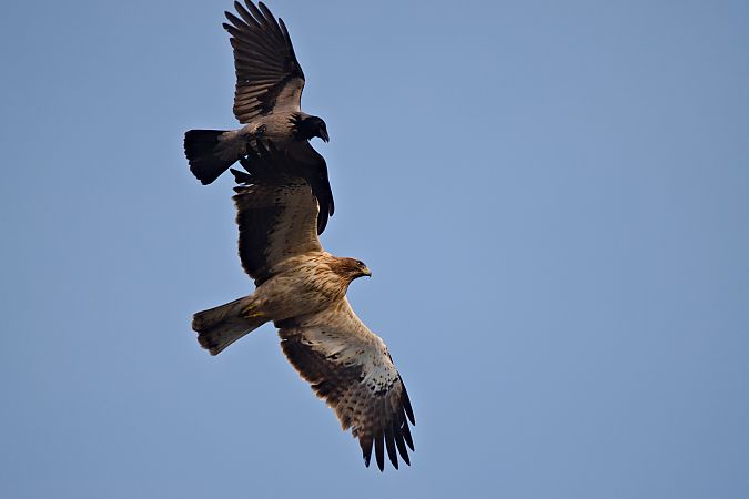 Zwergadler  - Dawid Kowalski