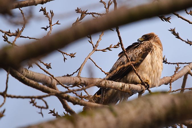 orzełek  - Dawid Kowalski
