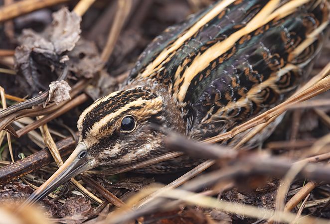 Zwergschnepfe  - Cyryl Boryczko