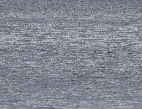 perkoz rogaty  - Cyryl Boryczko