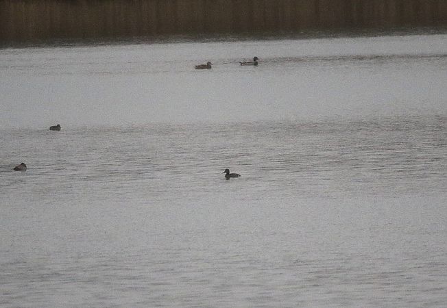 Ferruginous Duck  - Marcin Kuźma
