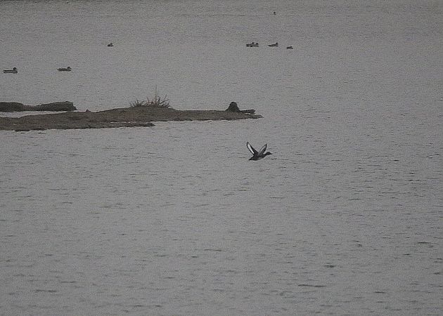 Fuligule nyroca  - Marcin Kuźma