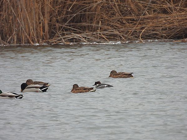 bielaczek  - Marcin Kuźma