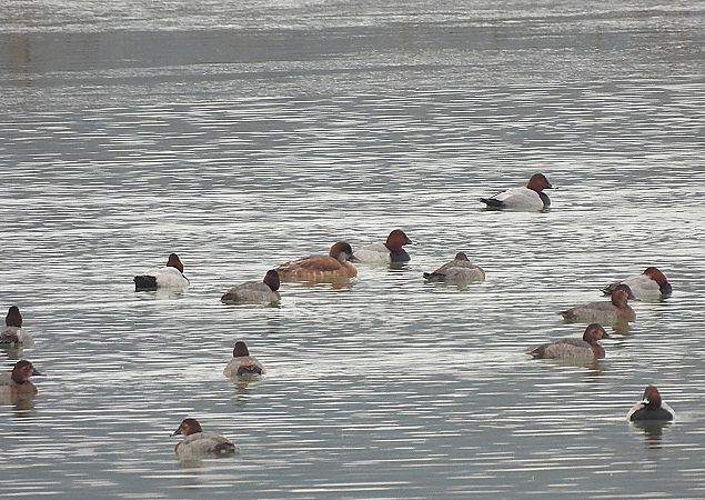 hełmiatka  - Marcin Kuźma