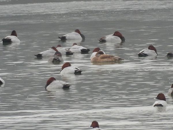 Kolbenente  - Marcin Kuźma