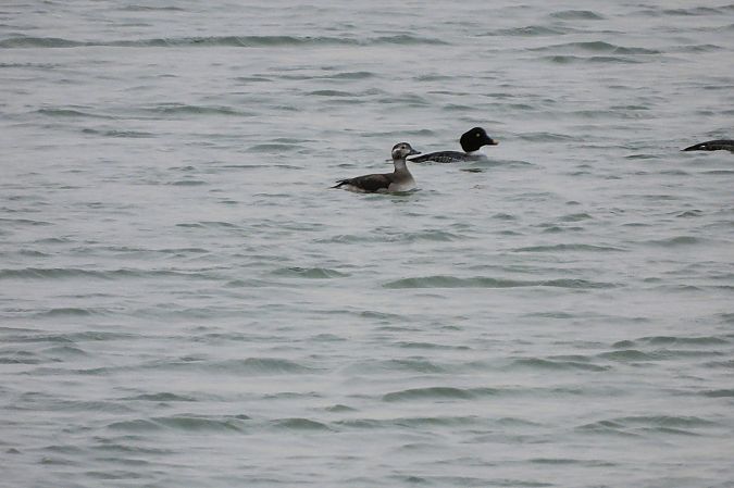 Harelde boréale  - Marcin Kuźma