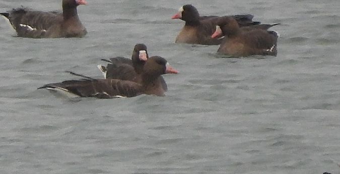 gęś mała  - Marcin Kuźma