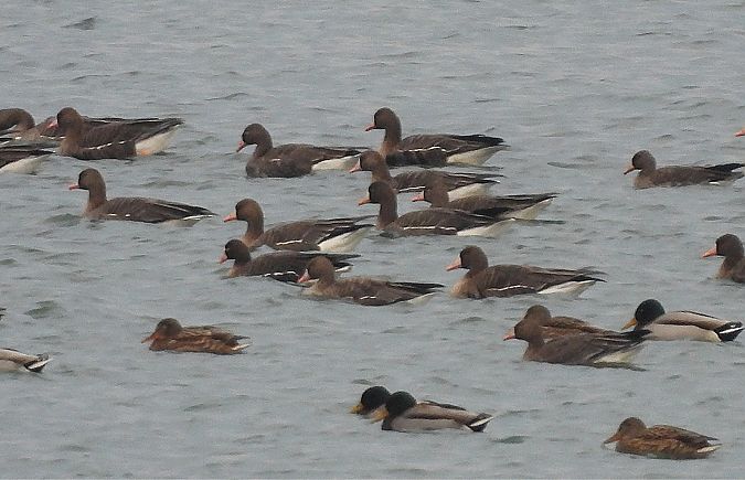 gęś mała  - Marcin Kuźma