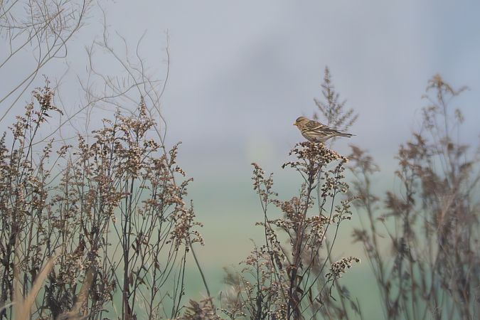 rzepołuch  - Katarzyna Laszkiewicz