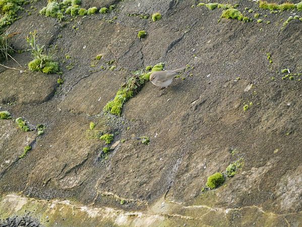 pierwiosnek (syberyjsk, ssp. tristis)  - Katarzyna Laszkiewicz