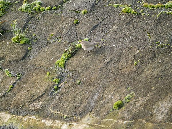 pierwiosnek (syberyjsk, ssp. tristis)  - Katarzyna Laszkiewicz