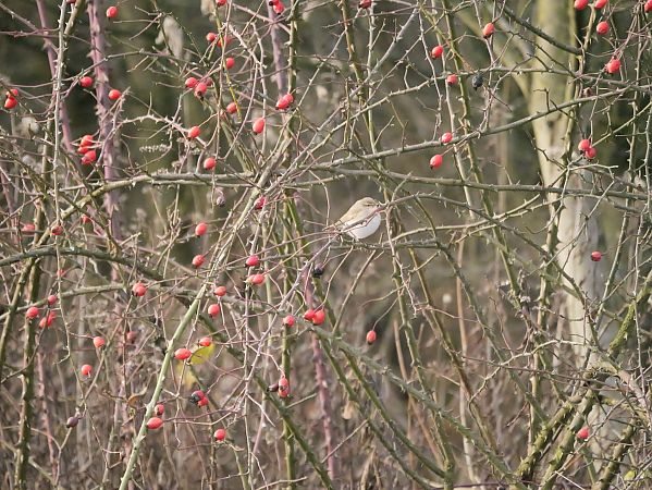 pierwiosnek (syberyjsk, ssp. tristis)  - Katarzyna Laszkiewicz