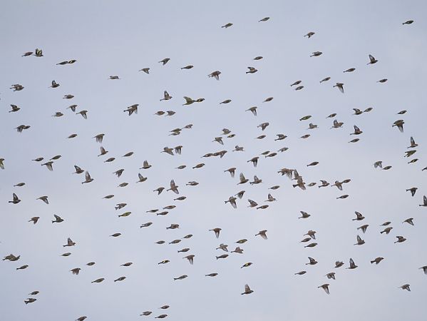 makolągwa  - Katarzyna Laszkiewicz