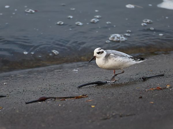 płatkonóg płaskodzioby  - Olaf Sobota