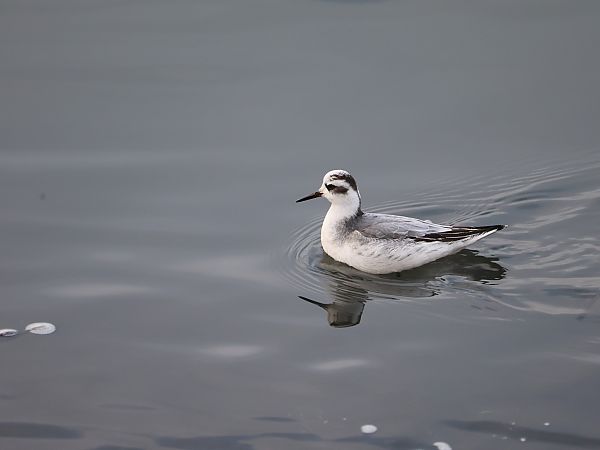 płatkonóg płaskodzioby  - Olaf Sobota
