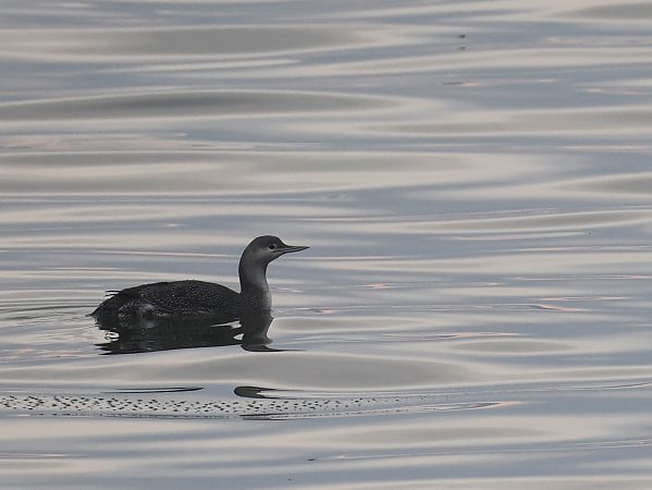 Sterntaucher  - Olaf Sobota