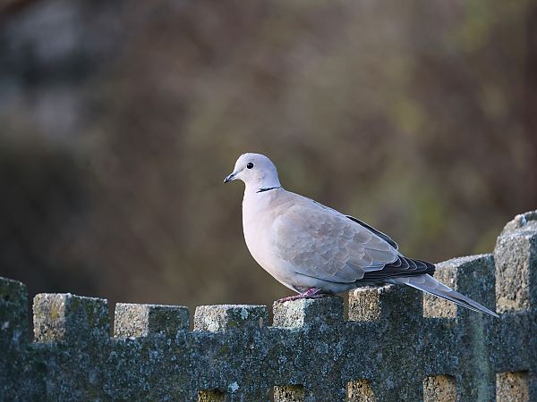 Eurasian Collared Dove  - Olaf Sobota