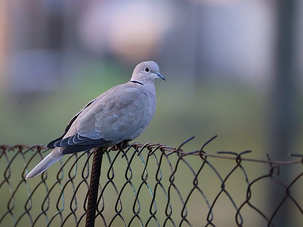Tourterelle turque  - Olaf Sobota