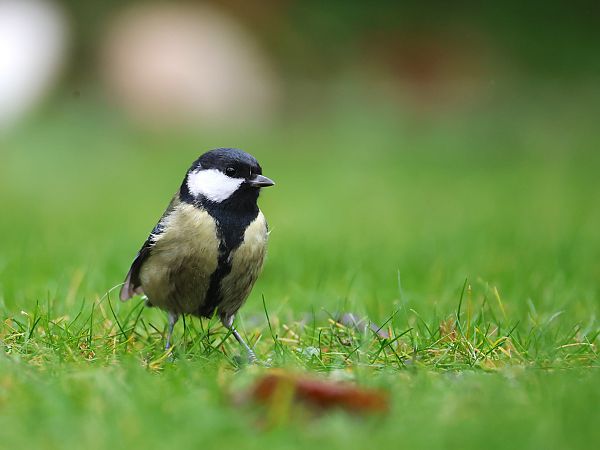Kohlmeise  - Olaf Sobota