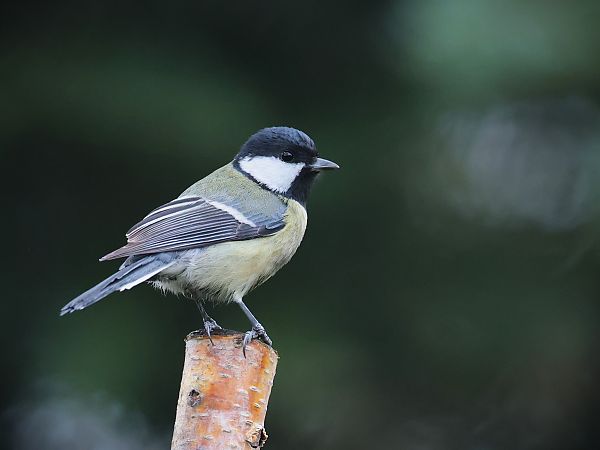 bogatka  - Olaf Sobota