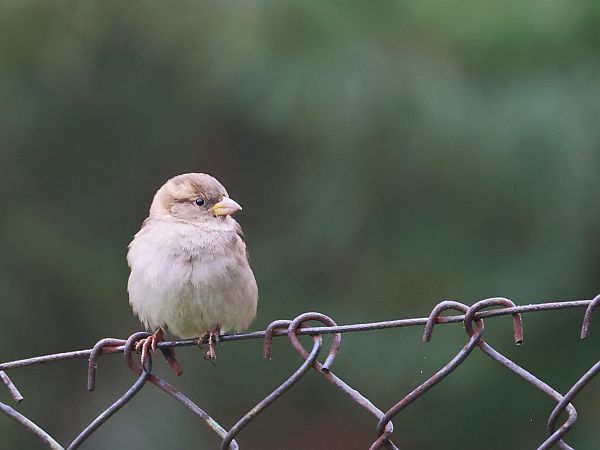 Moineau domestique  - Olaf Sobota