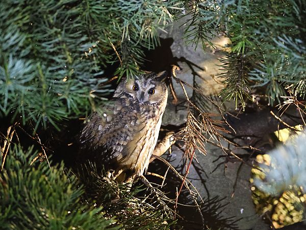 uszatka  - Olaf Sobota