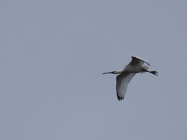 warzęcha  - Olaf Sobota