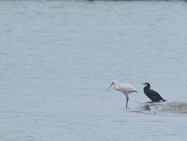 warzęcha  - Olaf Sobota