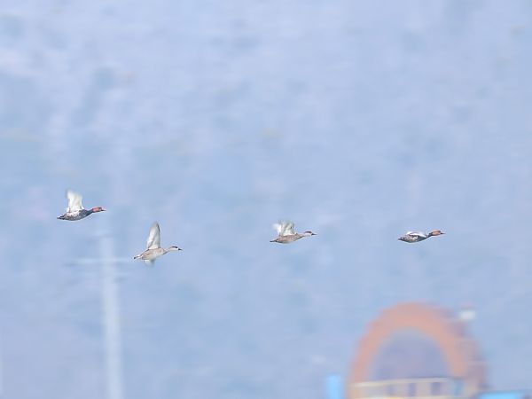 hełmiatka  - Olaf Sobota