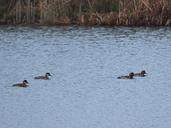 Kolbenente  - Olaf Sobota