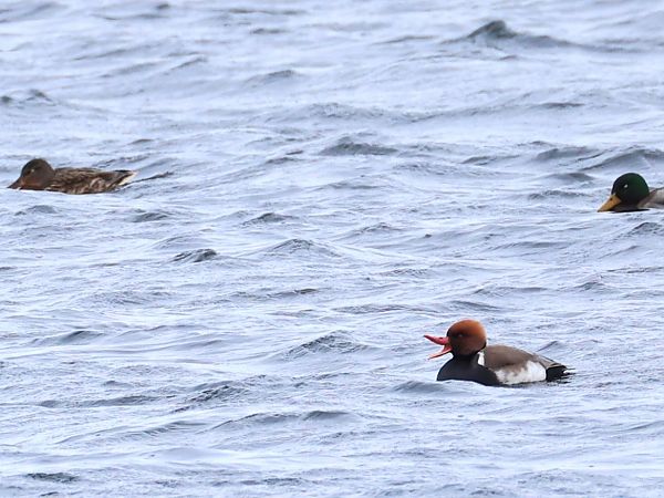 hełmiatka  - Olaf Sobota