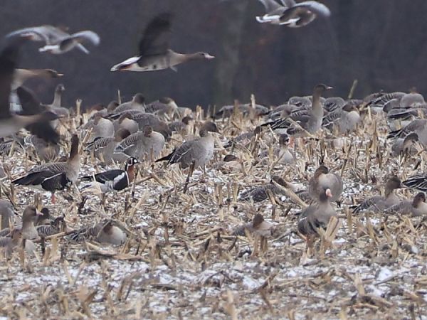 bernikla rdzawoszyja  - Olaf Sobota