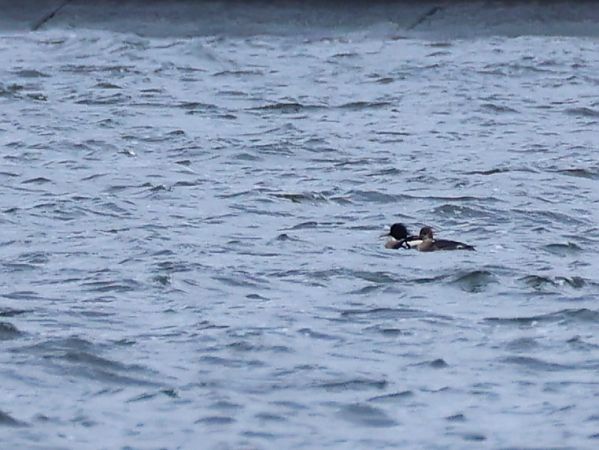 szlachar  - Olaf Sobota