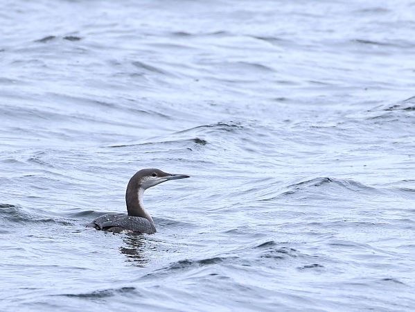 Black-throated Loon  - Olaf Sobota