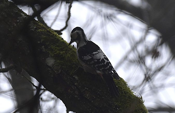 dzięcioł białogrzbiety  - Izabela Karp