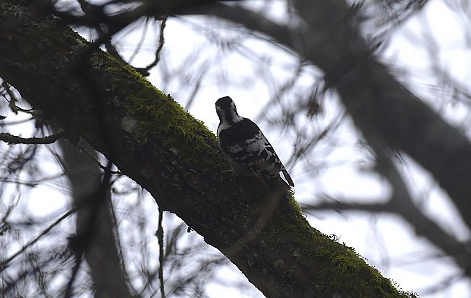 dzięcioł białogrzbiety  - Izabela Karp