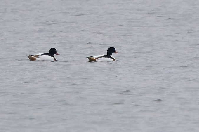 ohar  - Tadeusz Marcinkowski