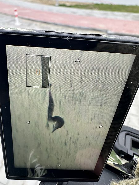 Common Loon  - Łukasz Kwiatek