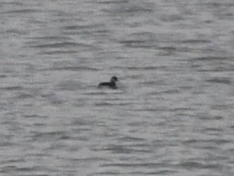 perkoz rogaty  - Rafał Berger