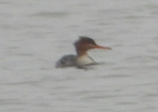 szlachar  - Rafał Berger